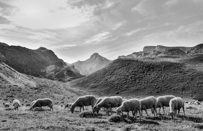 "Pastoreo en el Pirineo" de Miriam Monreal Garagalza